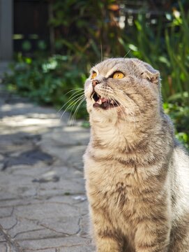 Scottish Fold cat looking up with open mouth meowing and begging for food