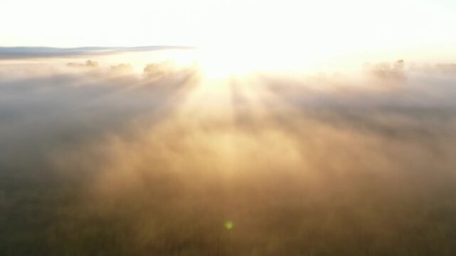 Sunrise light spreads through drifting mist above a grassy meadow and distant trees