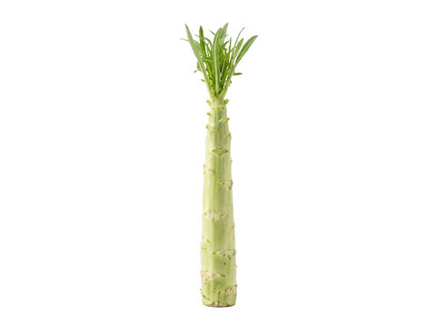 Fresh Celtuce Stem on White Background