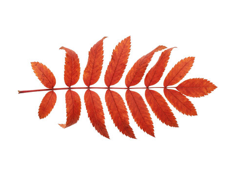 Vibrant Red Rowan Leaf Isolated