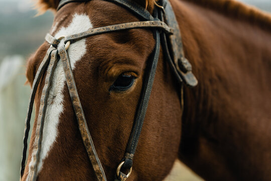View of a close-up of a brown horse with a white blaze on its face wearing a leather bridle in El Calafate, Santa Cruz Province, Argentina.