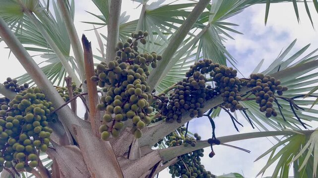 Palm tree fruits and blue sky