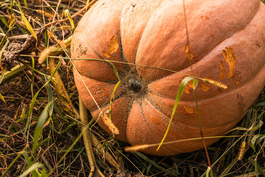 Ripe orange pumpkin resting among dry grass and wild plants with detailed ridges and textured stem in an outdoor autumn field close up