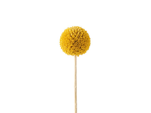 Single Yellow Dried Billy Button Flower