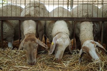 Sheep eating straw through a metal feeding fence in a barn © Tehilla