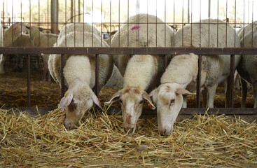 Sheep eating straw through a metal feeding fence in a barn © Tehilla