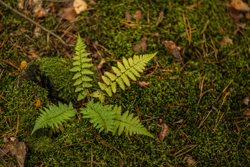 Green fern fronds growing among moss, pine needles, twigs, and fallen leaves on a textured woodland forest floor, natural botanical close up © Anastasiia