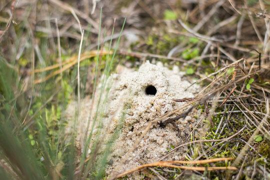 Small burrow entrance in sandy soil surrounded by moss, grass and dry vegetation in a forest. Close-up of a natural insect habitat on the woodland floor