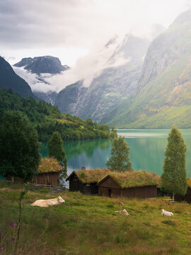 View of Lovatnet lake with traditional wooden cabins featuring grass roofs and cows grazing in the foreground, set against dramatic mountains in Stryn Municipality, Vestland, Norway.