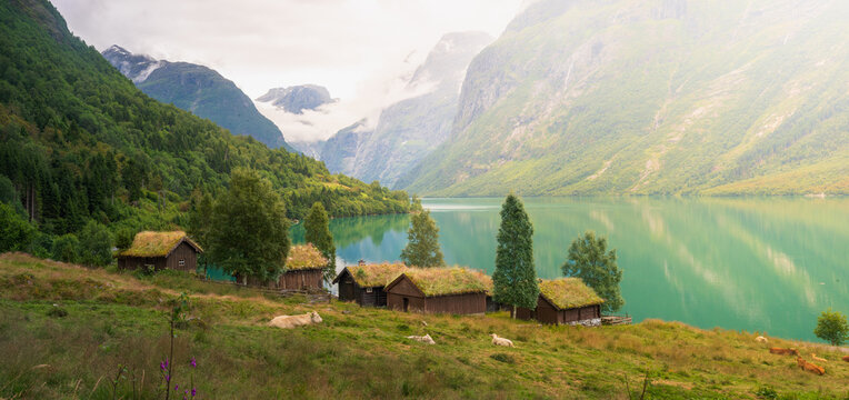 View of Lovatnet lake with traditional wooden cabins featuring sod roofs, grazing cows on the grassy hillside, and towering mountains in Stryn Municipality, Vestland, Norway.