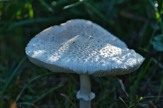 mushroom in the forestWith the expression "fungus in the middle of the meadows" one usually refers to the meadow grasshopper (Agaricus campestris or Agaricus arvensis), the field fungus par excellence