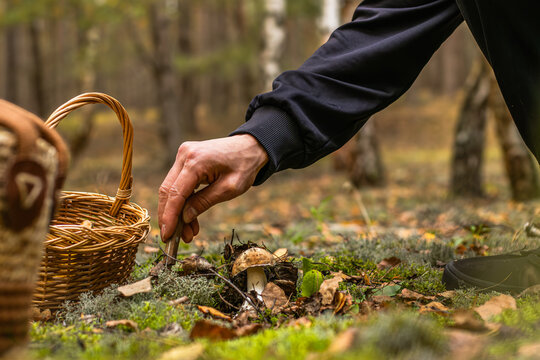 Person collecting wild porcini mushrooms by hand beside a woven basket on a moss covered forest floor in an autumn woodland setting
