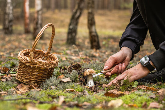 Person harvesting a porcini mushroom with a knife beside a woven basket on the mossy forest floor in an autumn woodland setting