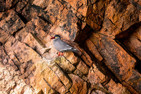 View of an Inca tern perched on the rugged, textured rock face of the Islas Ballestas in Paracas, Ica, Peru.