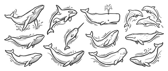 Hand Drawn Marine Mammals Collection Isolated © jaus