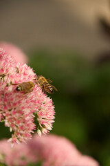 Detailed macro shot of honeybees landing on blooming pink sedum flowers to collect pollen and nectar in a summer garden, displaying biodiversity and natural ecosystem care. © Oleksandr