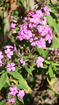 Vibrant pink phlox flowers bloom in a sunny garden, showcasing bright petals and lush green leaves as a small insect hovers nearby in a tranquil outdoor natural environment.