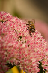 Honeybee gathering nectar on a cluster of bright pink sedum flowers in a garden setting macro view of an insect pollinator working outdoors in bright daylight photography. © Oleksandr