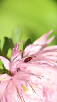 Macro shot of a red firebug Pyrrhocoris apterus walking on delicate pink flower petals in full bloom, nature background with soft green bokeh under natural sunlight outdoors.