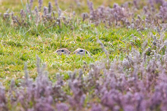 Two curious ground squirrels (Spermophilus citellus) peeking out of their burrow among purple wildflowers in spring