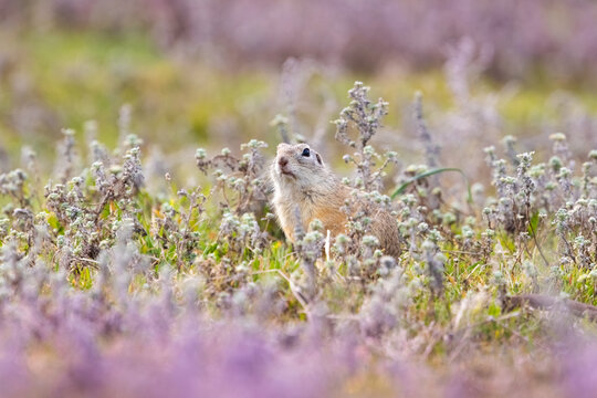 Ground squirrel (Spermophilus citellus) standing alert among purple wildflowers in a colorful spring meadow
