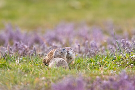 Two ground squirrels (Spermophilus citellus) sharing a tender moment among purple wildflowers in a spring meadow