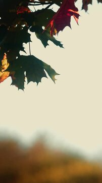 autumn background with maple leaves