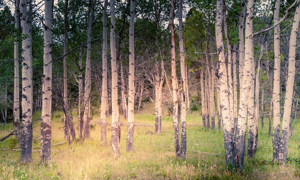 View of a grove of aspen trees with distinctive white bark standing in a grassy meadow within Yellowstone National Park, United States.
