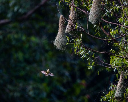 Baya Weaver-the ultimate weaver bird species as name implies. Carrying nesting materials to its newly building nest.