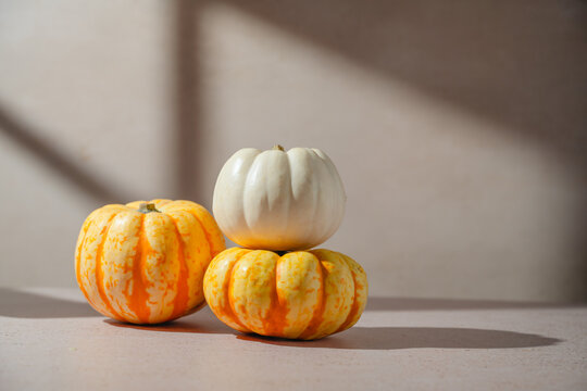 Decorative pumpkins in orange, yellow and white squashes minimalist autumn still life, warm natural sunlight and long shadows, seasonal fall decoration for Halloween, Thanksgiving