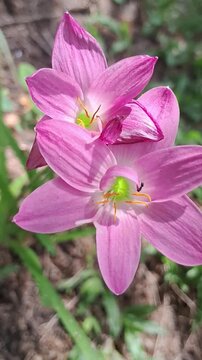 Close up shot of pink rain lily flowers blooming in natural sunlight vertical format