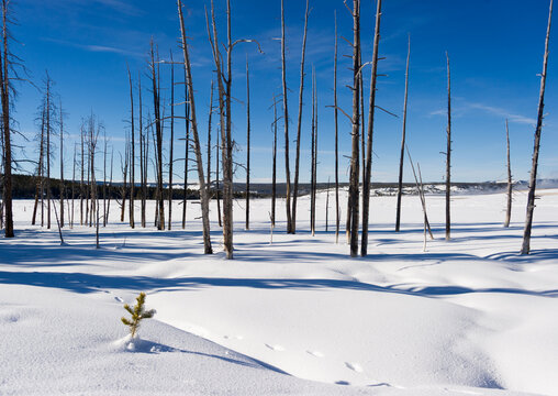 View of Yellowstone National Park featuring a snowy landscape with skeletal dead trees, a small evergreen sapling in the foreground, and animal tracks in the United States.