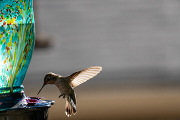 Obraz premium Wild Hummingbird Approaching a Feeder