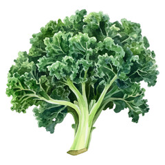 High-resolution watercolor painting vector of Kale, isolated on a white background. © deltrion