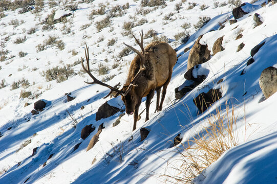 View of a bull elk with large antlers walking down a snow-covered hillside with scattered rocks and dry grass in Yellowstone National Park, United States.