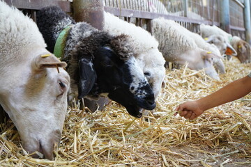 Hand feeding straw to a black faced sheep at a farm © Tehilla