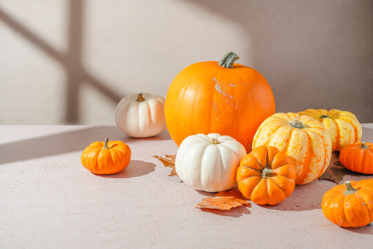 Autumn pumpkins, orange, yellow and white pumpkins in warm natural sunlight, rustic seasonal still life with fallen leaves and copy space. Halloween, Thanksgiving mockup