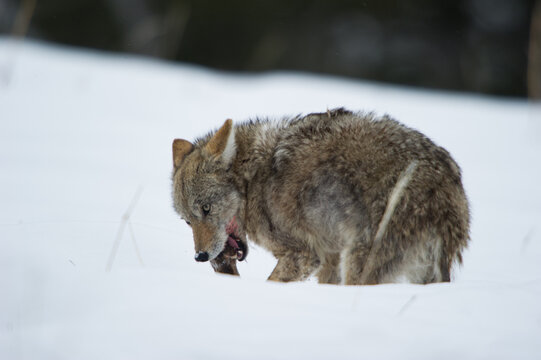 View of a coyote feeding on prey in the snow-covered landscape of Yellowstone National Park, United States.