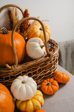 Autumn pumpkin harvest arranged in a rustic wicker basket with orange and white pumpkins, dried flowers and cozy blanket in a home interior, seasonal fall decoration Halloween, Thanksgiving