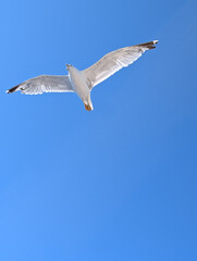 Gull flies overhead with spread wings seen from below against a clear blue sky. Low angle view highlights flight anatomy, aerodynamics and freedom. © Natallia