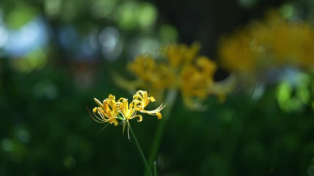 View of golden spider-lily with shallow depth of field during the summertime (4K)