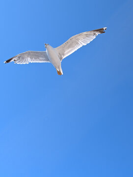 Gull flies overhead with spread wings seen from below against a clear blue sky. Low angle view highlights flight anatomy, aerodynamics and freedom.