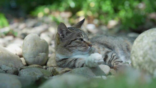 Cinematic view of cute and chubby tabby resting comfortably on the hard rocks at Putuo Mountain Scenic Area (4K)