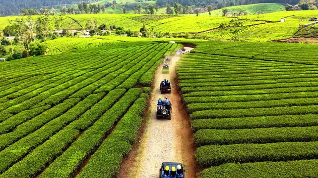 Aerial view of off-road vehicles driving through the lush green tea plantations of Kebun Teh Warnasari in Pangalengan, West Java, Indonesia.