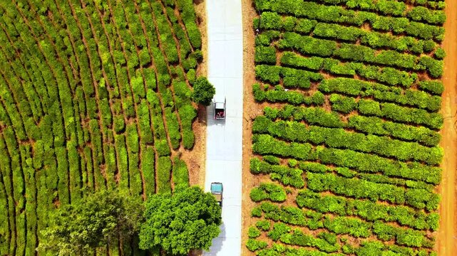 Aerial view of a tea plantation in Pangalengan with a concrete road and vehicles passing through the lush green fields in Pangalengan, West Java, Indonesia.