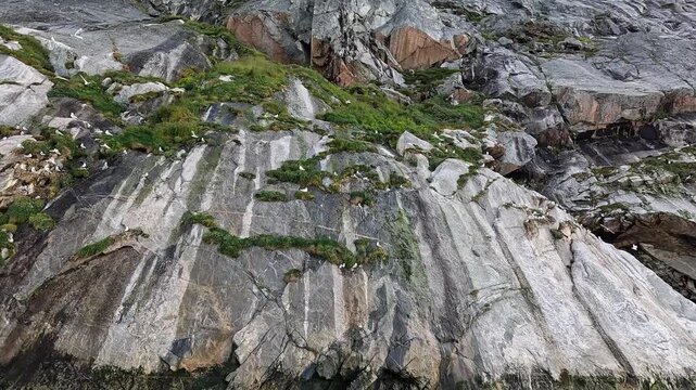 Seagulls flying in Nuuk fjords, Greenland
