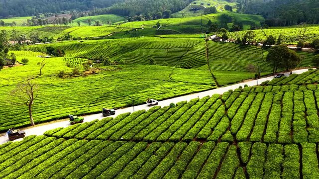 Aerial view of lush green tea plantation with a winding road and off-road vehicles in the rolling hills of Pangalengan, West Java, Indonesia.