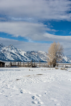 View of Jackson Hole featuring a wooden corral and a lone tree set against the snow-covered Teton Range under a bright blue sky in Teton County, Wyoming, United States.