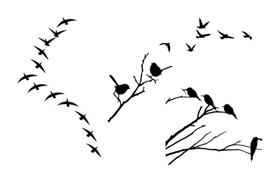 Black bird silhouette collection, flying birds flock vector, birds perched on tree branches element set for design