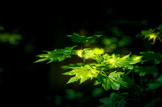 View of vibrant green maple leaves illuminated by soft sunlight against a dark forest background in Olympic National Park, Port Angeles, Washington, United States.